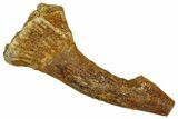 Bargain, Fossil Sawfish (Onchopristis) Rostral Barb - Morocco #351667-1